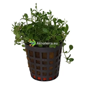 Glossostigma elatinoides – Kääpiökieli