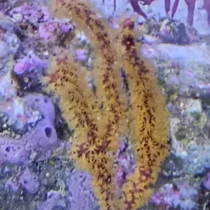Gold gorgonia (Menella sp.) (M)