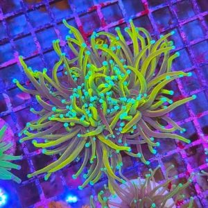 Gold Torch Coral – (Euphyllia Glabrescens)