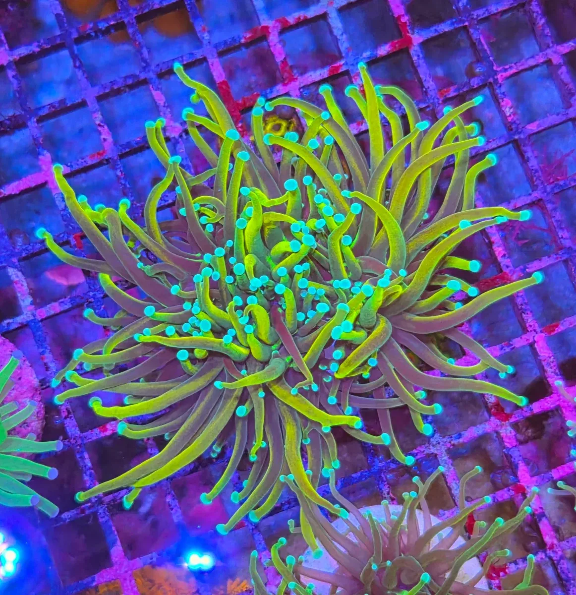 Gold Torch Coral – (Euphyllia Glabrescens)