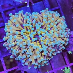 Gold Torch – (Euphyllia cristata)