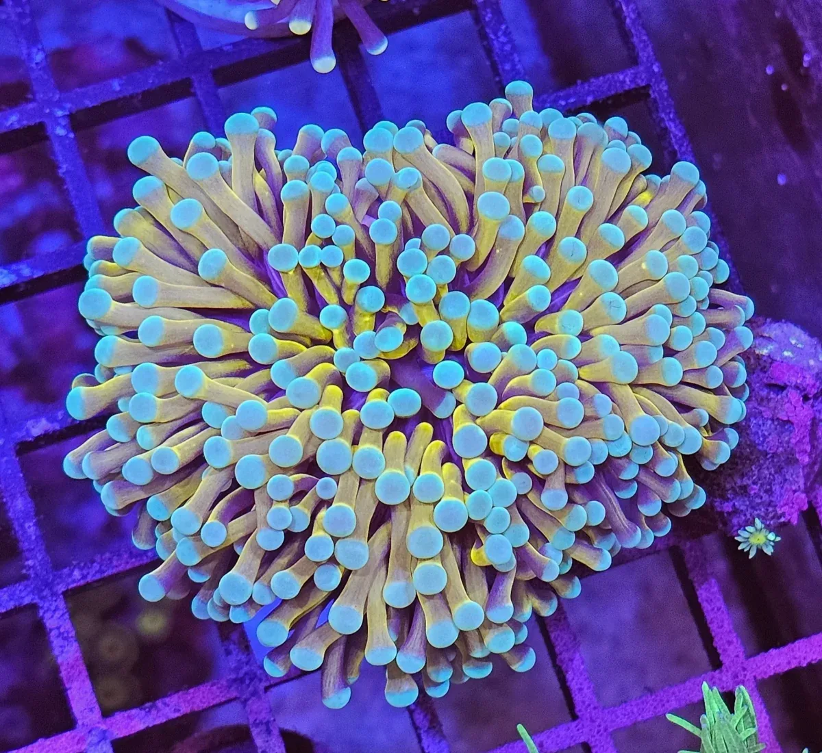 Gold Torch – (Euphyllia cristata)