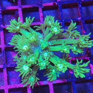 Goniopora sp. – Flowerpot Coral ”Green”