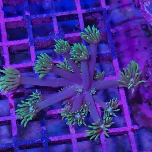 Goniopora sp. – Flowerpot Coral ”Green purple”