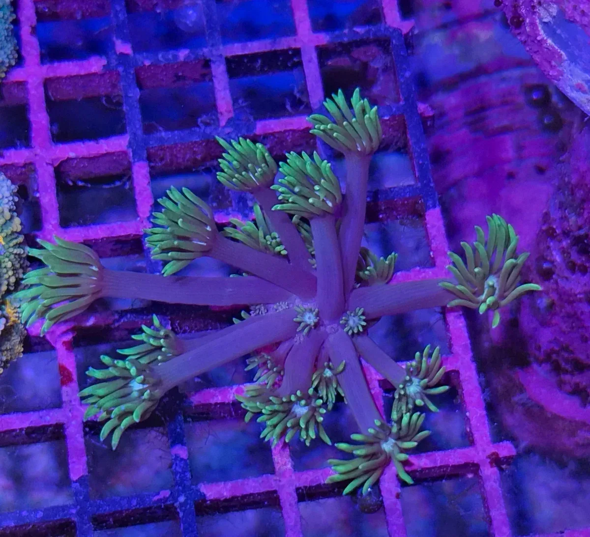 Goniopora sp. – Flowerpot Coral ”Green purple”