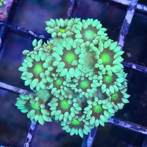 Goniopora sp. – Flowerpot Coral ”Minty green”