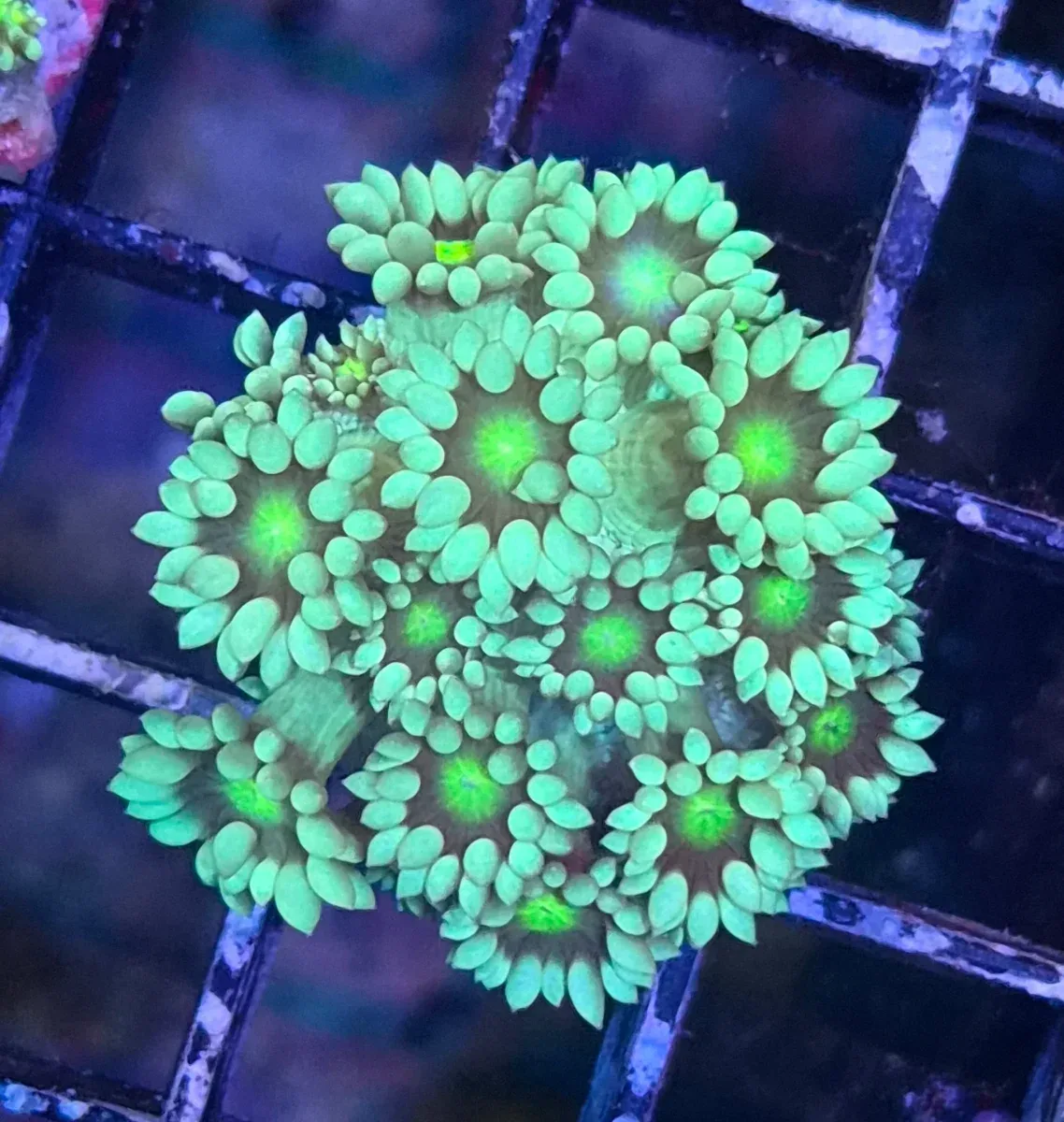 Goniopora sp. – Flowerpot Coral ”Minty green”