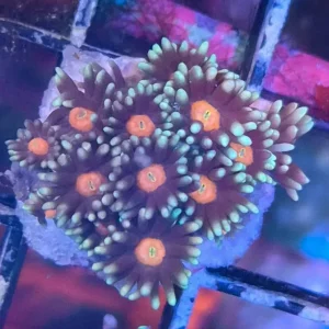 Goniopora sp. – Flowerpot Coral ”Orange center”