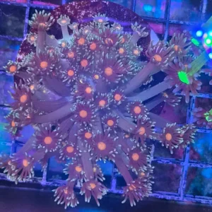 Goniopora sp. – Flowerpot Coral ”Orange center” L