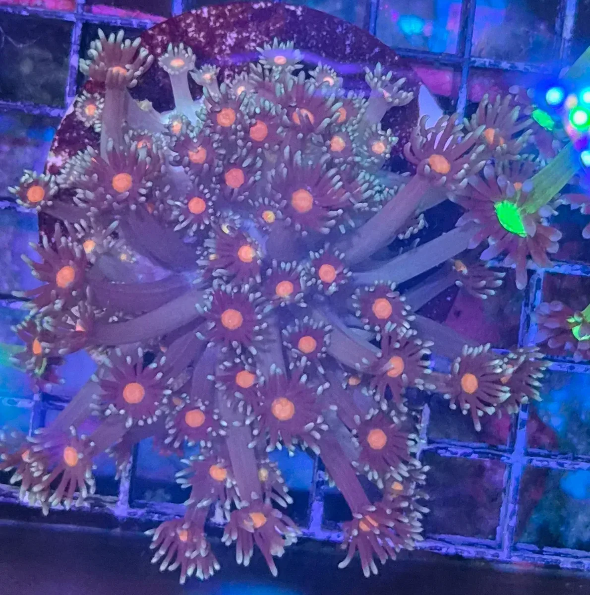 Goniopora sp. – Flowerpot Coral ”Orange center” L