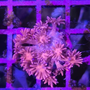 Goniopora sp. – Flowerpot Coral Pink