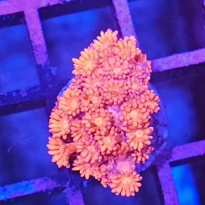Goniopora sp. – Flowerpot Coral Pink
