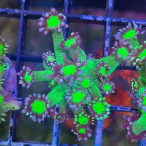 Goniopora sp. – Flowerpot Coral ”Purple-Green” Premium