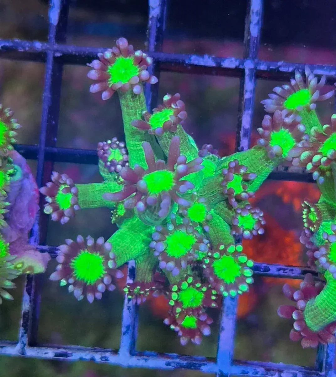 Goniopora sp. – Flowerpot Coral ”Purple-Green” Premium