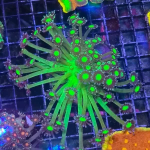 Goniopora sp. – Flowerpot Coral ”Purple-Green” Premium L