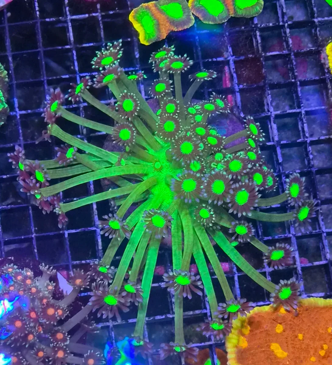 Goniopora sp. – Flowerpot Coral ”Purple-Green” Premium L