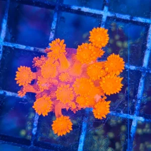 Goniopora sp. – Flowerpot Coral Red (ULTRA)