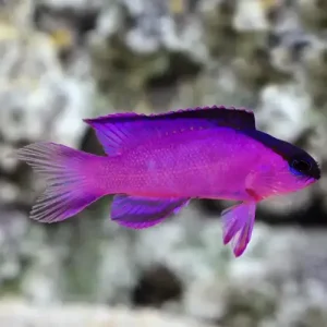 Gramma melancara
