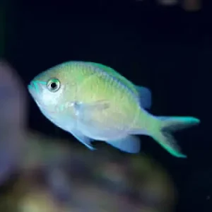 Green Chromis (Chromis viridis) XS