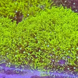 Green Star Polyp (Pachyclavularia violacea)