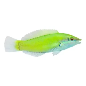 Green Wrasse (Halichoeres chloropterus) L