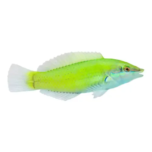 Green Wrasse (Halichoeres chloropterus) L