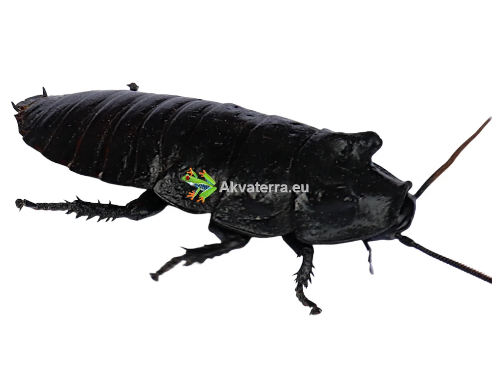 Gromphadorhina portentosa – Madagaskarin sihisevä torakka - Image 2