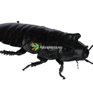 Gromphadorhina portentosa – Madagaskarin sihisevä torakka