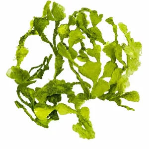 Halimeda gracilis makrolevä
