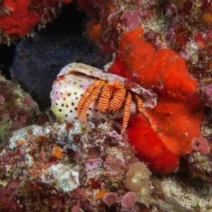 halloween hermit crab (Ciliopagurus striatus) S