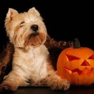 Halloween Puuhamaa la 31.10.