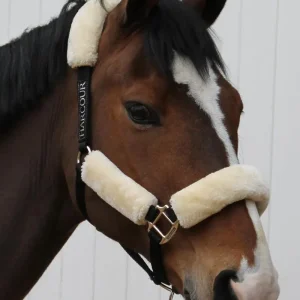 Harcour Rialta riimu pony