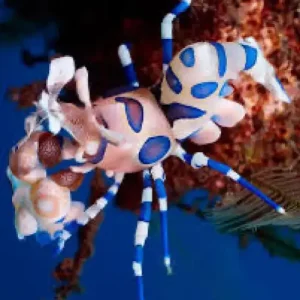 Harlequin Shrimp (Hymenocera picta) XL
