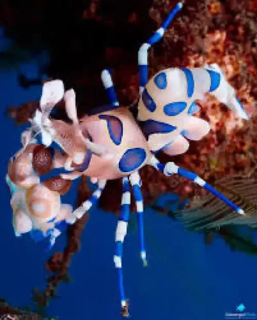 Harlequin Shrimp (Hymenocera picta) XL