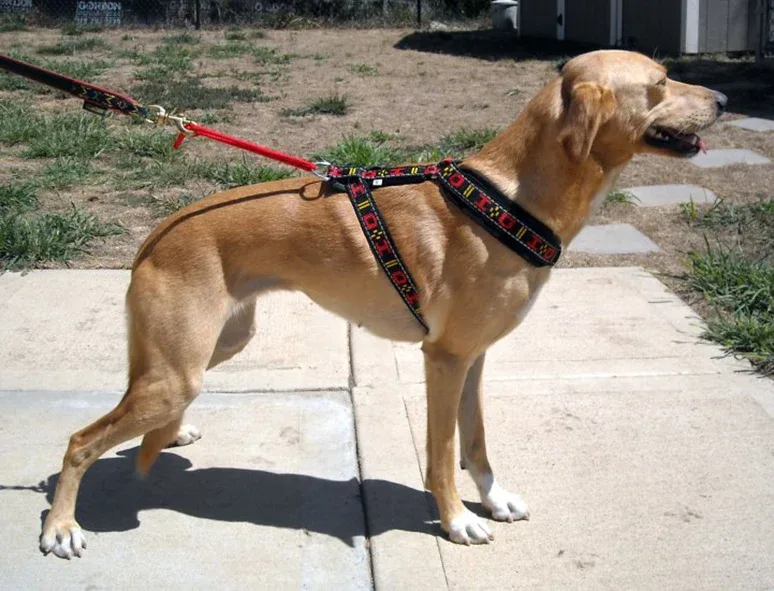 HDA Distance harness