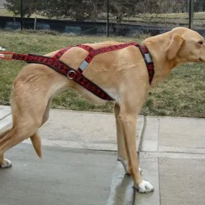 HDA Hyprid Light weight harness
