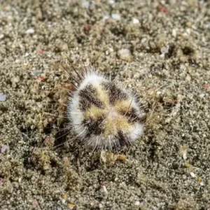 Heart Urchin – Maretia planulata