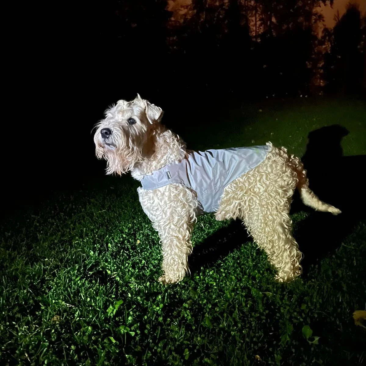 Heijastinliivi koiralle Icepeak Pet Brightly