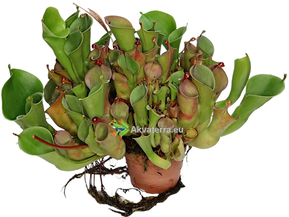 Heliamphora heterodoxa x minor – Aurinkokannu (30cm)