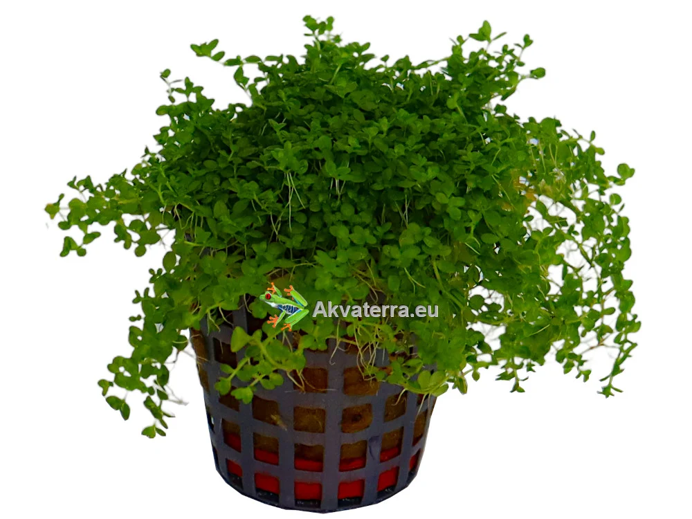 Hemianthus callitrichoides – Helmiruoho