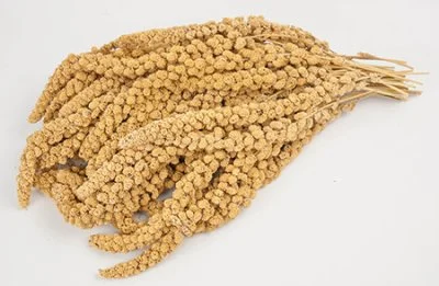 Hirssintähkä keltahirssi 15kg - Image 2