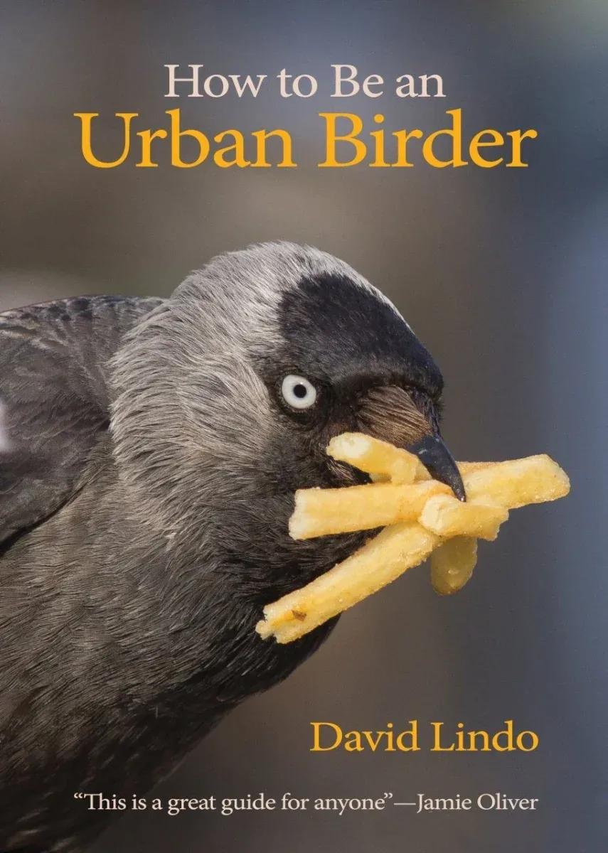How to be urban birder, Lindo 2018