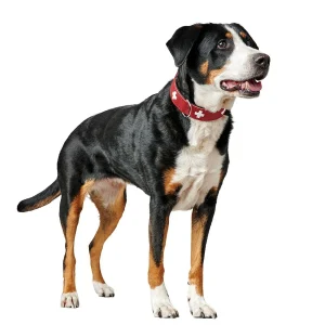Hunter Collar Swiss Red koiran kaulapanta