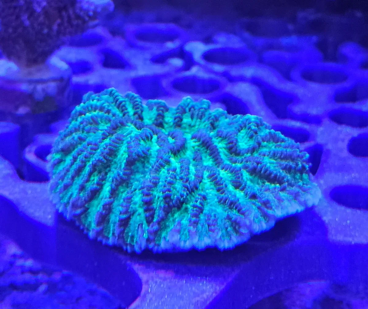 Hydnopora turqoise