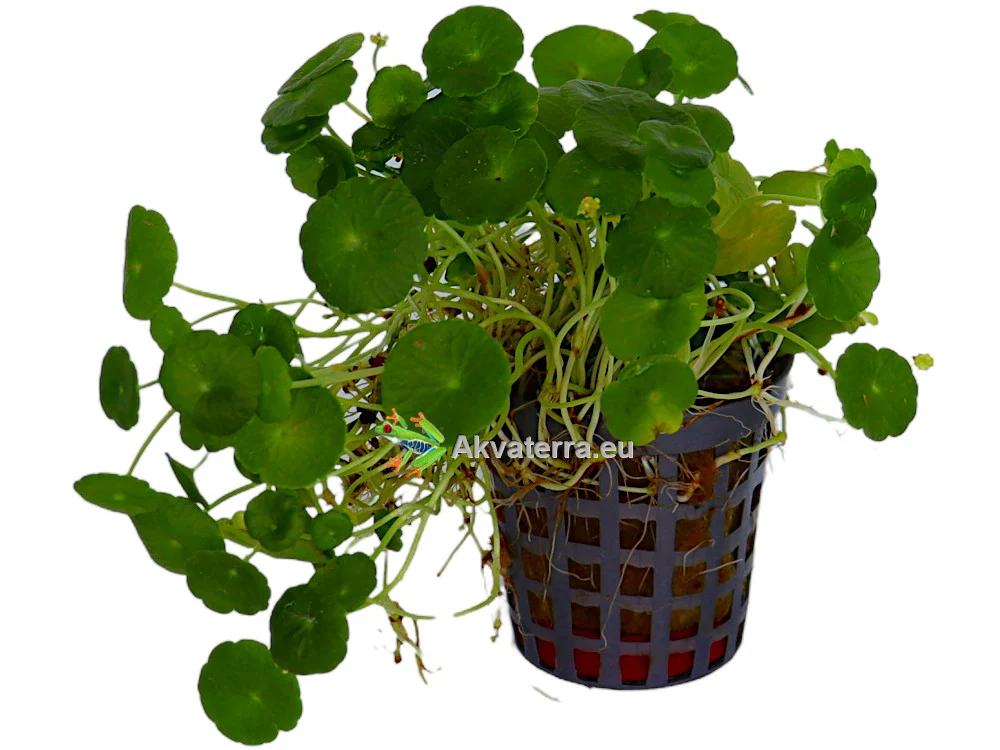 Hydrocotyle verticillata – Hatturuoho
