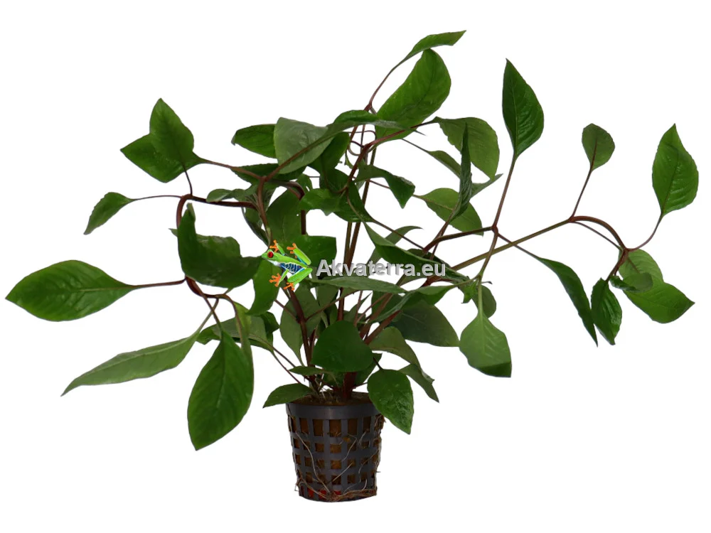 Hygrophila corymbosa – Jättivesitähdikki - Image 2