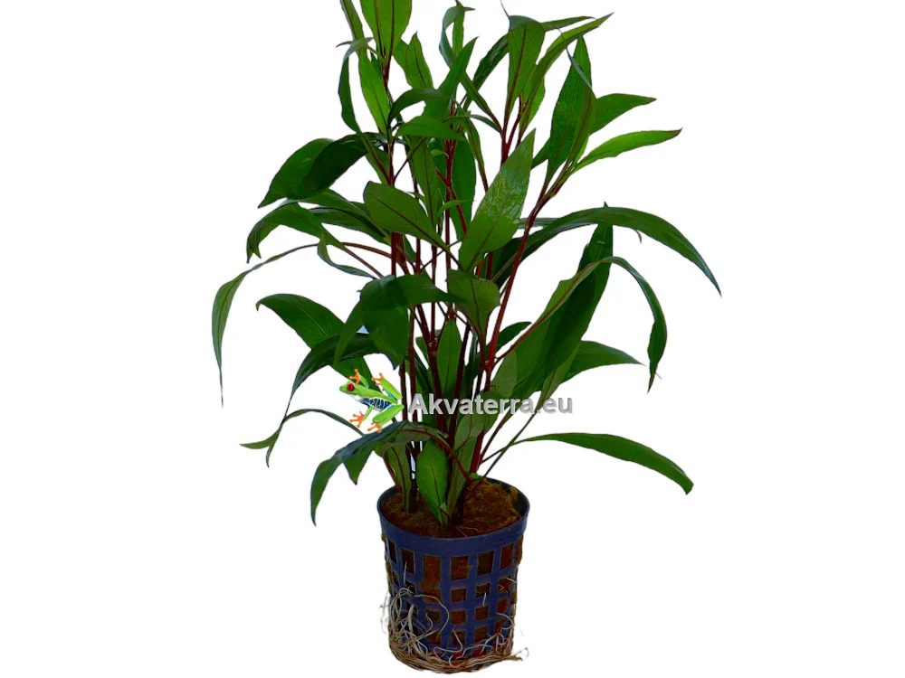 Hygrophila corymbosa “Thailand” – Jättivesitähdikki
