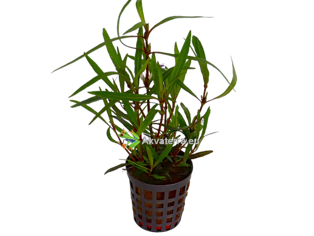 Hygrophila lancea – Vesitähdikki - Image 2