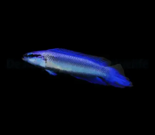 Indigo Dottyback (Pseudochromis fridmani x sankeyi) tank bread