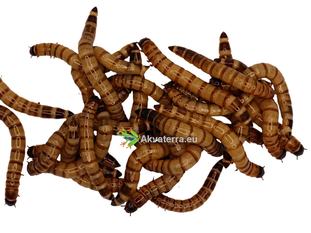 Jättijauhomato (Zophobas moria) 50g